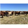 Image 1 : Crisp Ranches - 940# Heifers - 115 Head (Monitor, AB)