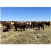 Image 2 : Crisp Ranches - 940# Heifers - 115 Head (Monitor, AB)