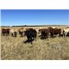 Image 3 : Crisp Ranches - 940# Heifers - 115 Head (Monitor, AB)