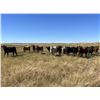 Image 4 : Crisp Ranches - 940# Heifers - 115 Head (Monitor, AB)