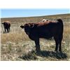 Image 6 : Crisp Ranches - 940# Heifers - 115 Head (Monitor, AB)