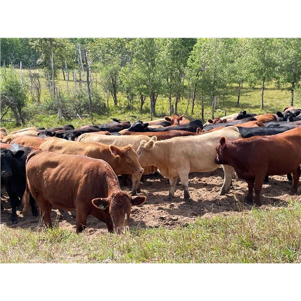 Blackland Ranches Inc. - 930# Heifers - 68 Head (Ardrossan, AB)