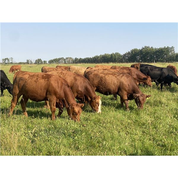 Marcinek Cattle Company - 930# Heifers - 134 Head (Condor, AB)