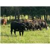 Image 5 : Marcinek Cattle Company - 930# Heifers - 134 Head (Condor, AB)
