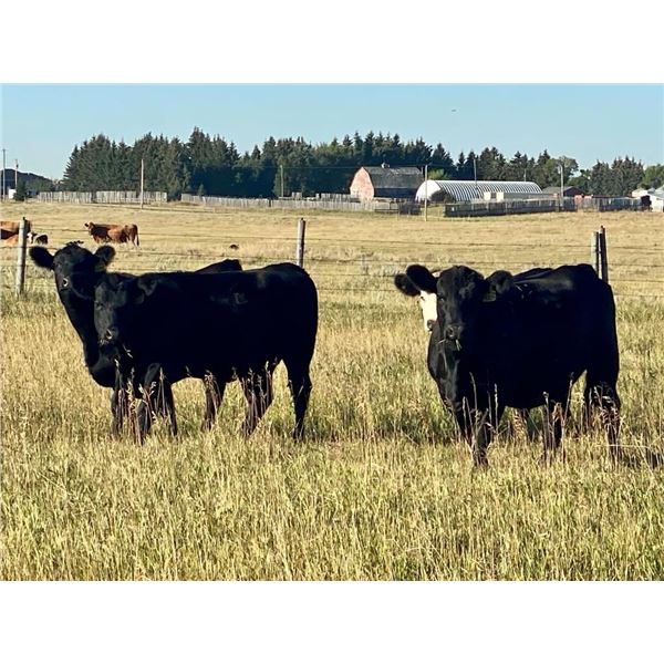 Valley View Ranch - 930# Heifers - 50 Head (Strathmore, AB)