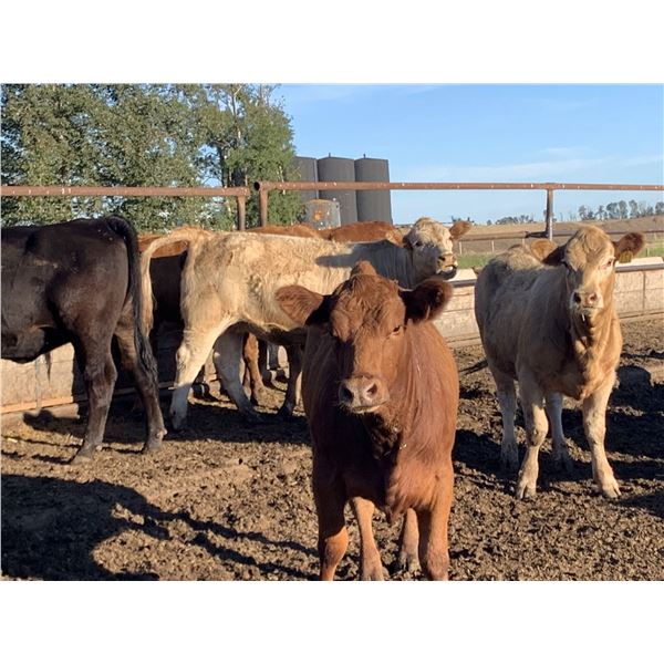 Rice Farms - 930# Heifers - 62 Head (Lacombe, AB)
