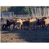 Image 7 : Rice Farms - 930# Heifers - 62 Head (Lacombe, AB)