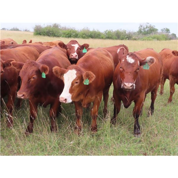 Sentes Farms - 930# Heifers - 60 Head (Raymore, SK)