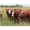 Image 4 : Sentes Farms - 930# Heifers - 60 Head (Raymore, SK)