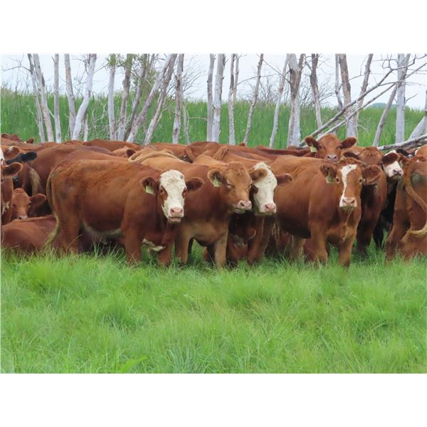 Hebert Livestock Ventures - 925# Heifers - 126 Head (Fairlight, SK)