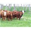 Image 3 : Hebert Livestock Ventures - 925# Heifers - 126 Head (Fairlight, SK)