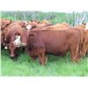 Image 6 : Hebert Livestock Ventures - 925# Heifers - 126 Head (Fairlight, SK)