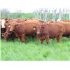 Image 8 : Hebert Livestock Ventures - 925# Heifers - 126 Head (Fairlight, SK)