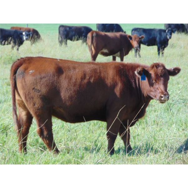 North Butte Land & Cattle - 920# Heifers - 30 Head (Millicent, AB)