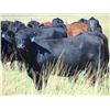 Image 3 : North Butte Land & Cattle - 920# Heifers - 30 Head (Millicent, AB)