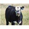 Image 4 : North Butte Land & Cattle - 920# Heifers - 30 Head (Millicent, AB)