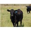 Image 5 : North Butte Land & Cattle - 920# Heifers - 30 Head (Millicent, AB)