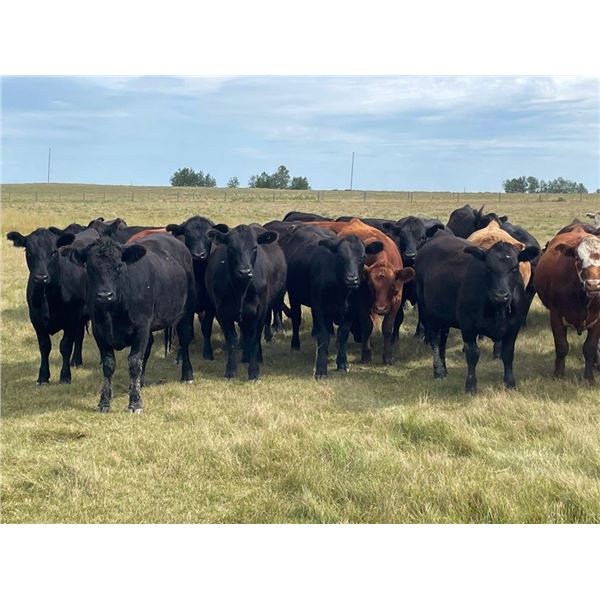 Holowaychuk Bros. - 900# Heifers - 138 Head (Marwayne, AB)