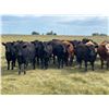 Image 1 : Holowaychuk Bros. - 900# Heifers - 138 Head (Marwayne, AB)
