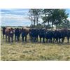 Image 4 : Holowaychuk Bros. - 900# Heifers - 138 Head (Marwayne, AB)