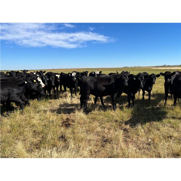 Gerry & Sandy Hansma - 875# Heifers - 150 Head (Granum, AB)