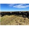 Image 2 : Gerry & Sandy Hansma - 875# Heifers - 150 Head (Granum, AB)