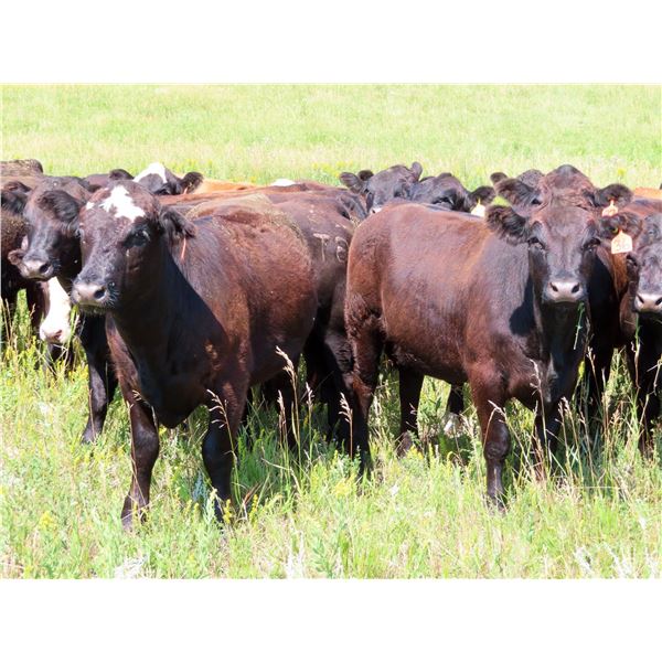 Taylor Enterprises Inc. - 860# Heifers - 200 Head (Wawota, SK)