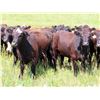 Image 1 : Taylor Enterprises Inc. - 860# Heifers - 200 Head (Wawota, SK)