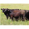 Image 2 : Taylor Enterprises Inc. - 860# Heifers - 200 Head (Wawota, SK)