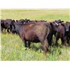 Image 4 : Taylor Enterprises Inc. - 860# Heifers - 200 Head (Wawota, SK)