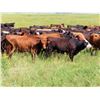 Image 5 : Taylor Enterprises Inc. - 860# Heifers - 200 Head (Wawota, SK)