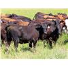Image 6 : Taylor Enterprises Inc. - 860# Heifers - 200 Head (Wawota, SK)