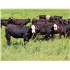 Image 7 : Taylor Enterprises Inc. - 860# Heifers - 200 Head (Wawota, SK)