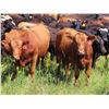 Image 8 : Taylor Enterprises Inc. - 860# Heifers - 200 Head (Wawota, SK)