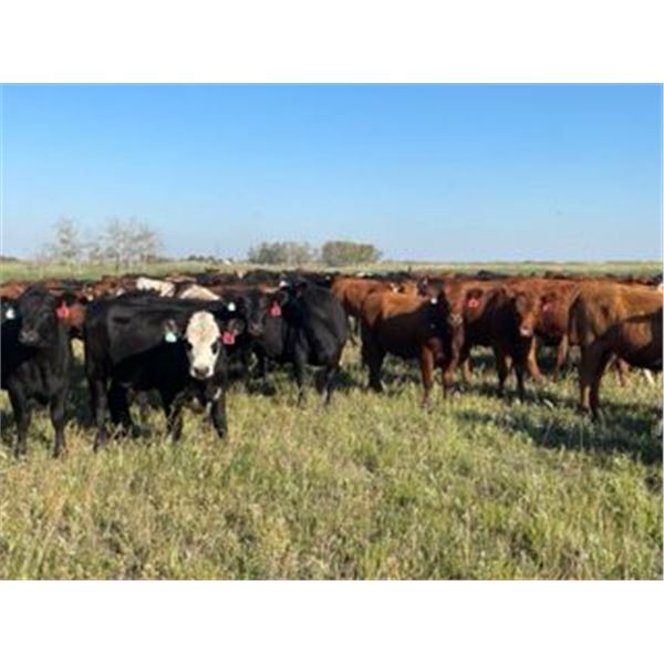 Can-Fed Beef Corp. - 850# Heifers - 280 Head (Elkhorn, MB)
