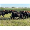 Image 5 : Can-Fed Beef Corp. - 850# Heifers - 280 Head (Elkhorn, MB)
