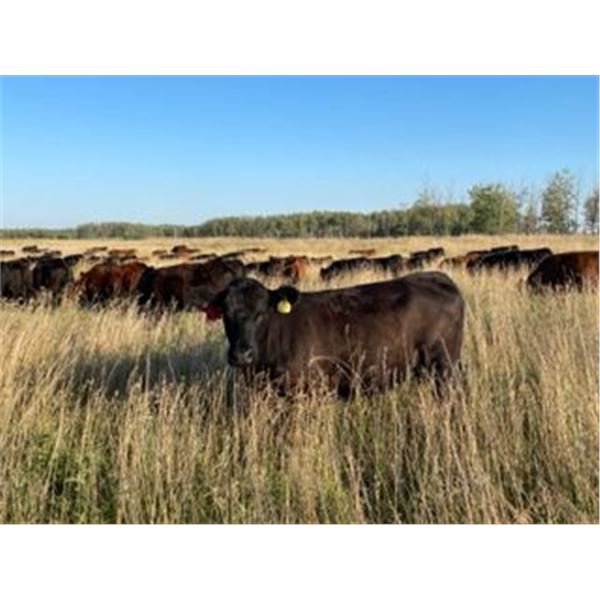 Can-Fed Beef Corp. - 825# Heifers - 365 Head (Elkhorn, MB)