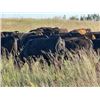 Image 5 : Can-Fed Beef Corp. - 825# Heifers - 365 Head (Elkhorn, MB)