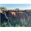 Image 9 : Can-Fed Beef Corp. - 825# Heifers - 365 Head (Elkhorn, MB)