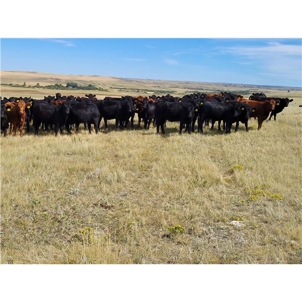 Twin Bridges Ranch - 825# Heifers - 175 Head (Piapot, SK)