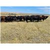 Image 1 : Twin Bridges Ranch - 825# Heifers - 175 Head (Piapot, SK)
