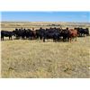 Image 2 : Twin Bridges Ranch - 825# Heifers - 175 Head (Piapot, SK)