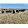 Image 4 : Twin Bridges Ranch - 825# Heifers - 175 Head (Piapot, SK)