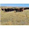 Image 6 : Twin Bridges Ranch - 825# Heifers - 175 Head (Piapot, SK)