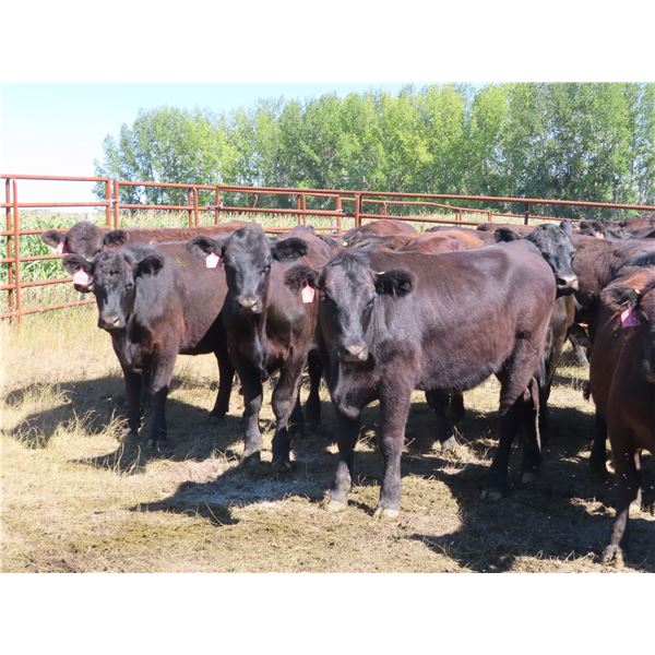 Box Ranch - 825# Heifers - 110 Head (Corning, SK)