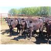 Image 1 : Box Ranch - 825# Heifers - 110 Head (Corning, SK)