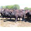 Image 2 : Box Ranch - 825# Heifers - 110 Head (Corning, SK)