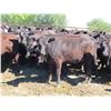 Image 3 : Box Ranch - 825# Heifers - 110 Head (Corning, SK)