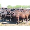 Image 4 : Box Ranch - 825# Heifers - 110 Head (Corning, SK)