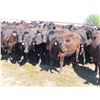 Image 5 : Box Ranch - 825# Heifers - 110 Head (Corning, SK)